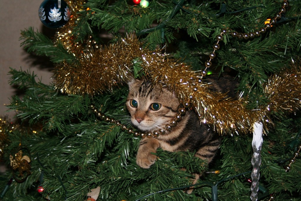 A brown tabby cat in a decorated Christmas tree.