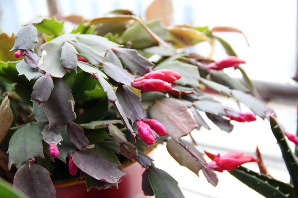 A Christmas cactus with flower buds