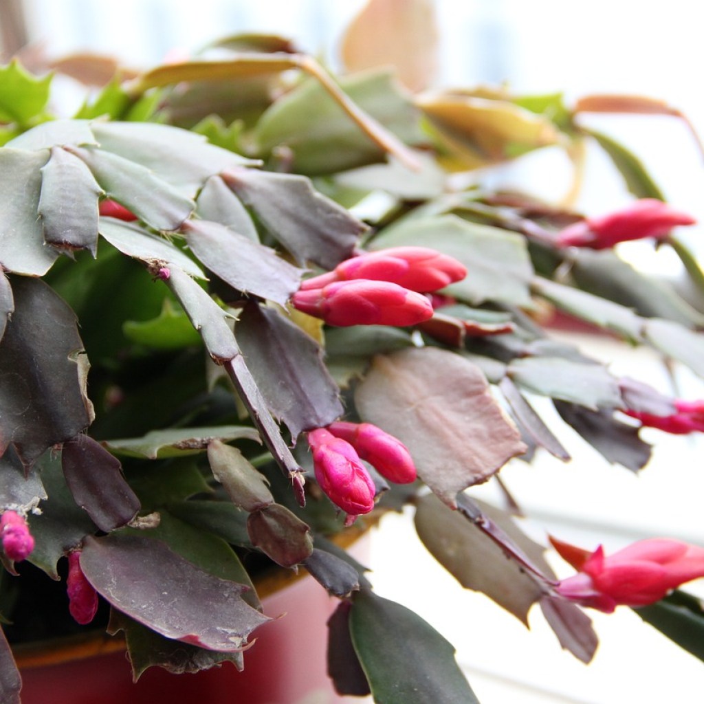 A Christmas cactus with flower buds