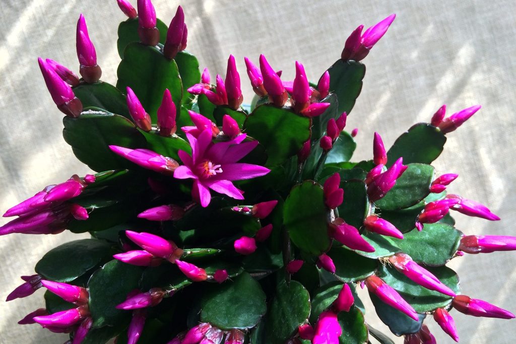 Christmas cactus with pink buds