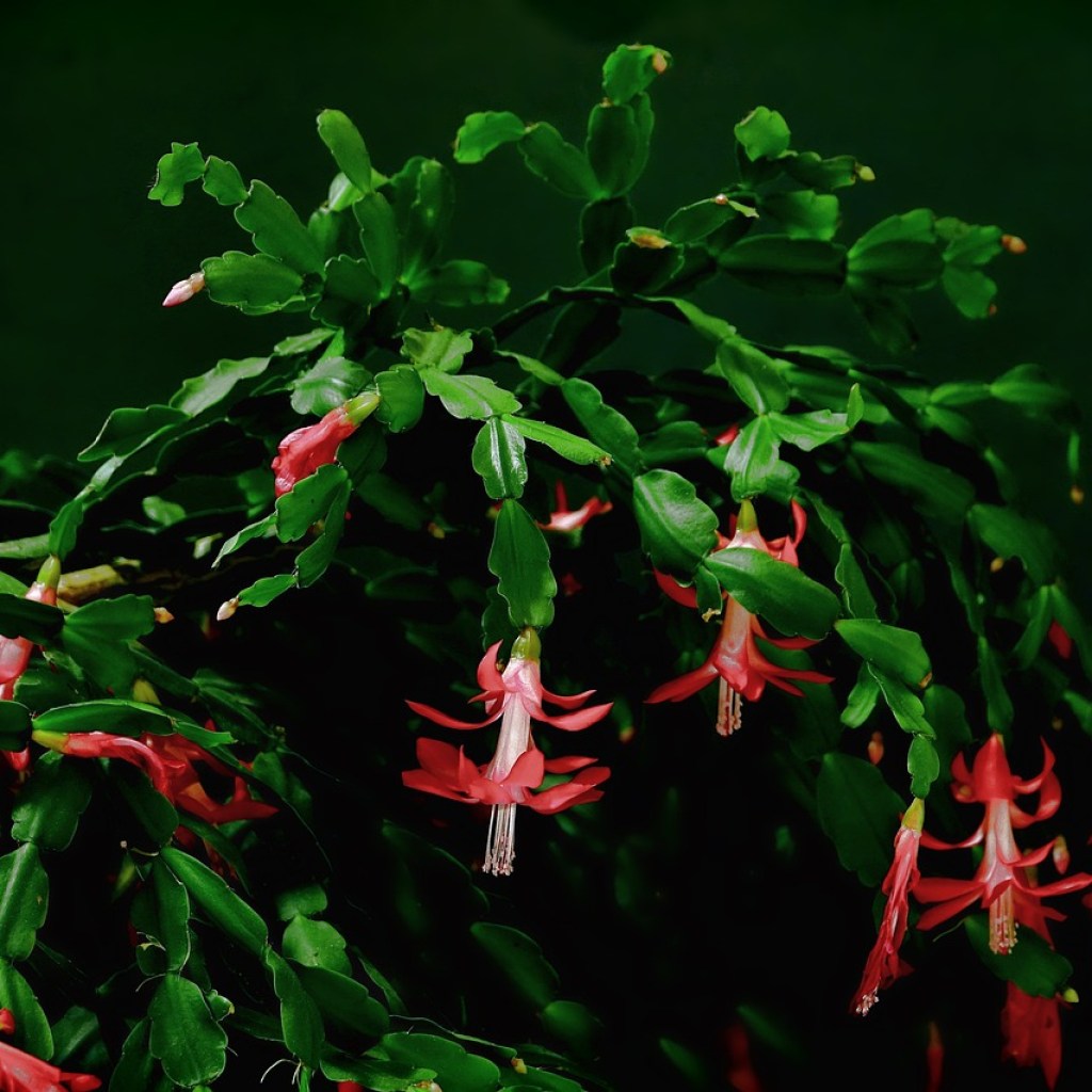 A Christmas cactus in a dark room