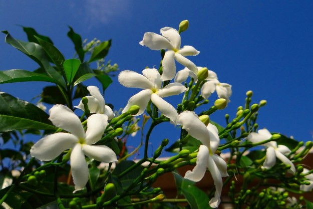 Crepe Jasmine flowers