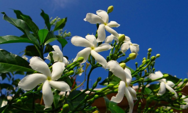 Crepe Jasmine flowers