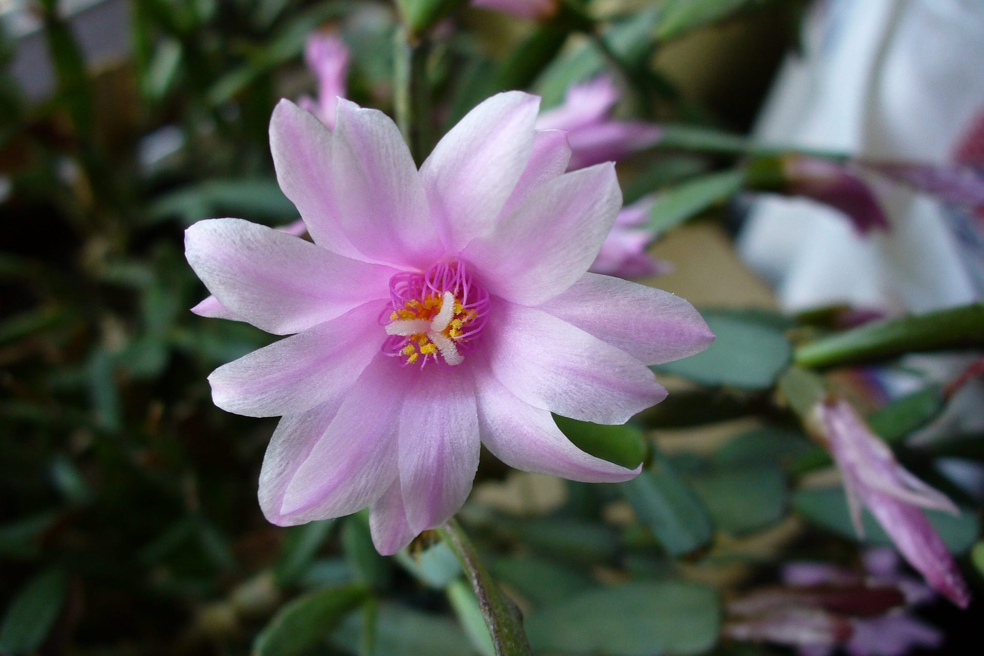 Easter cactus with pink bloom
