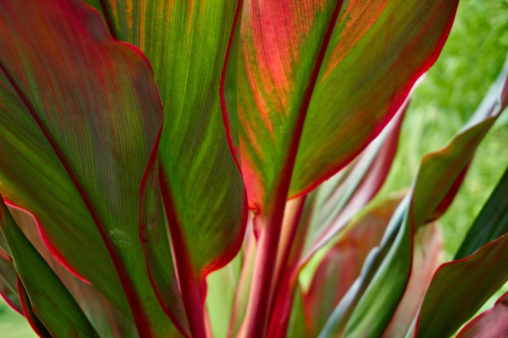 Green and red cordyline leaves
