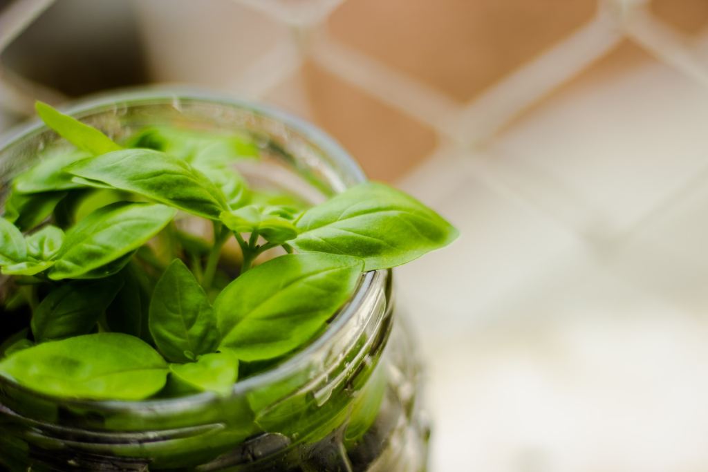 Basil growing in a mason jar