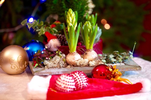 A Christmas display with two blooming flower bulbs