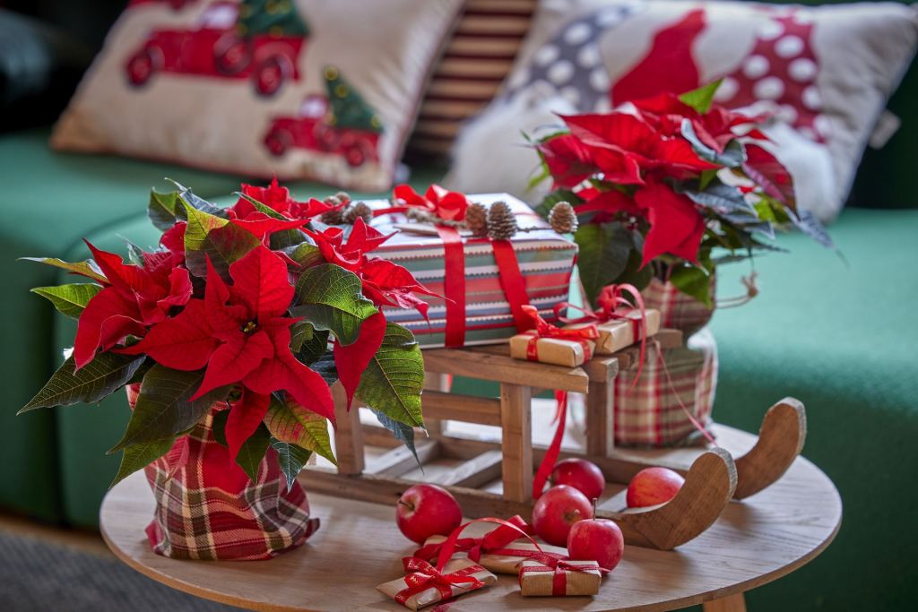 A table decorated in red and white with two potted poinsettias