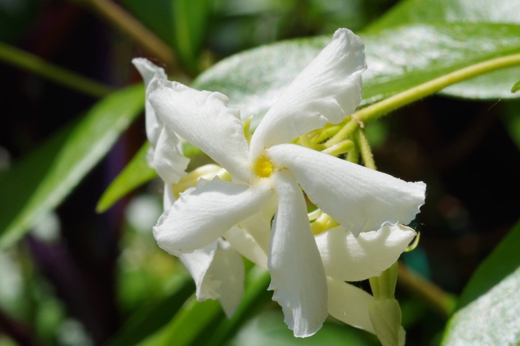 Close up of a jasmine flower