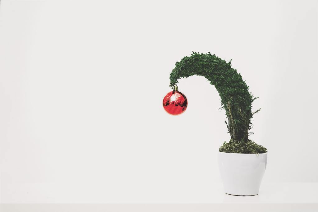 Lemon cypress tree with red ornament and in a white pot