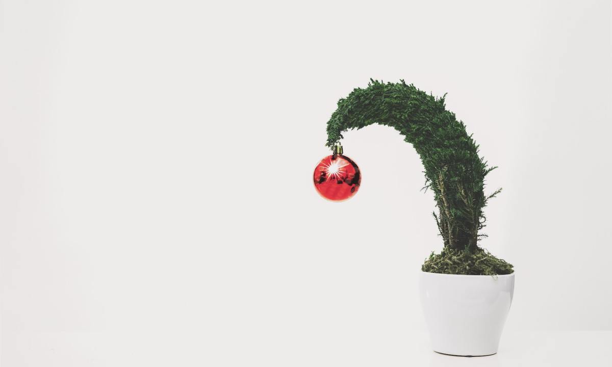 Lemon cypress tree with red ornament and in a white pot