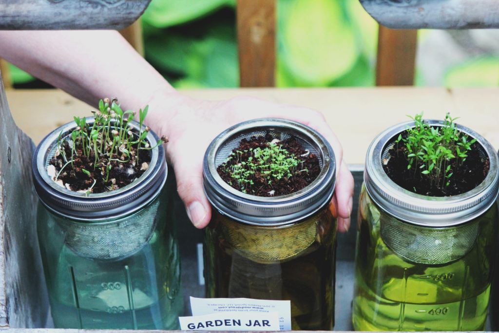 Three mason jars with herbs sprouting from them