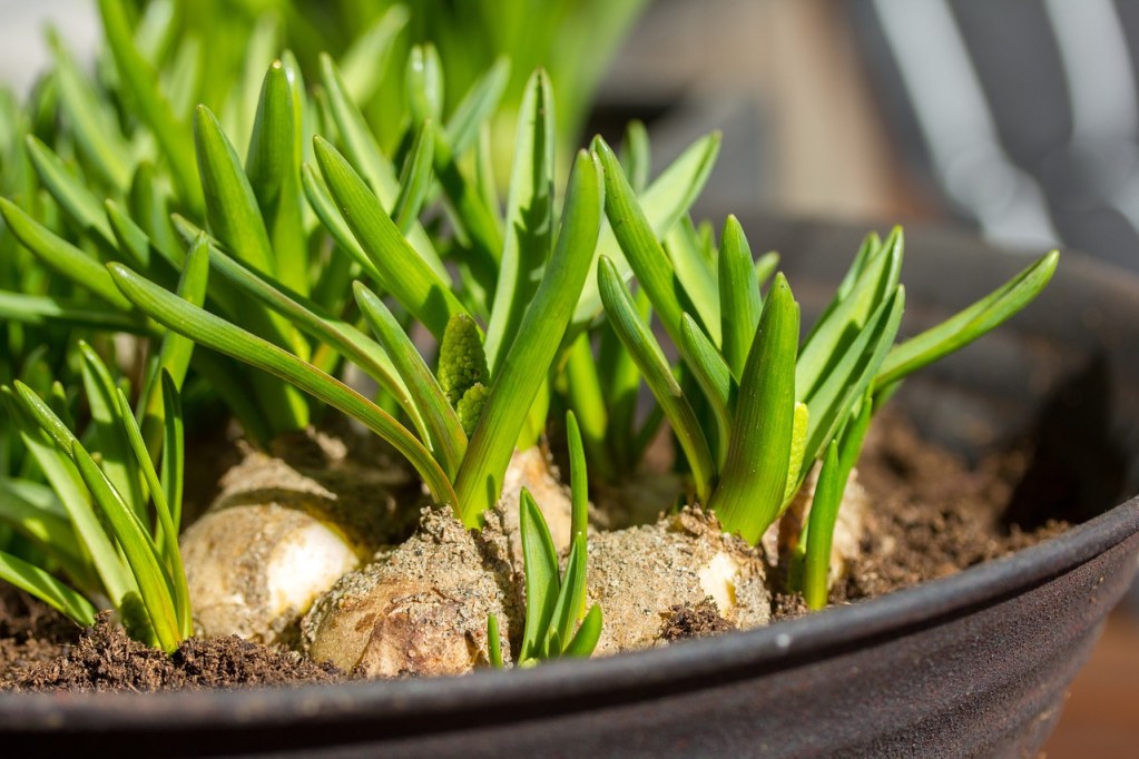 Onions growing in a wide container