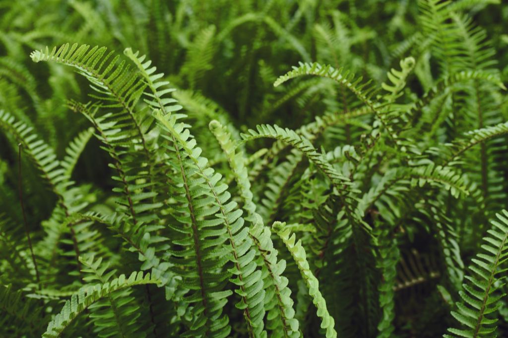 Pile of fern leaves