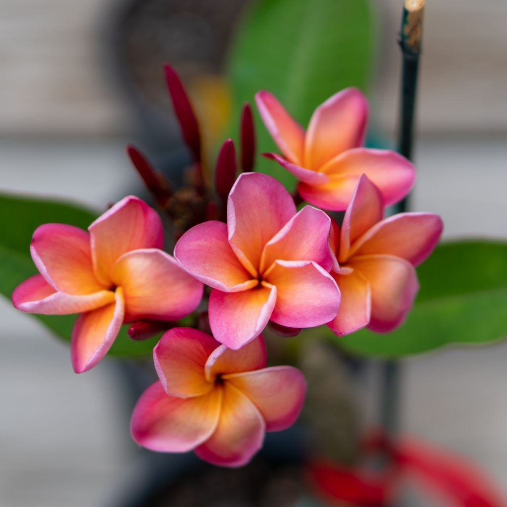 Pink and orange plumeria flowers in a cluster