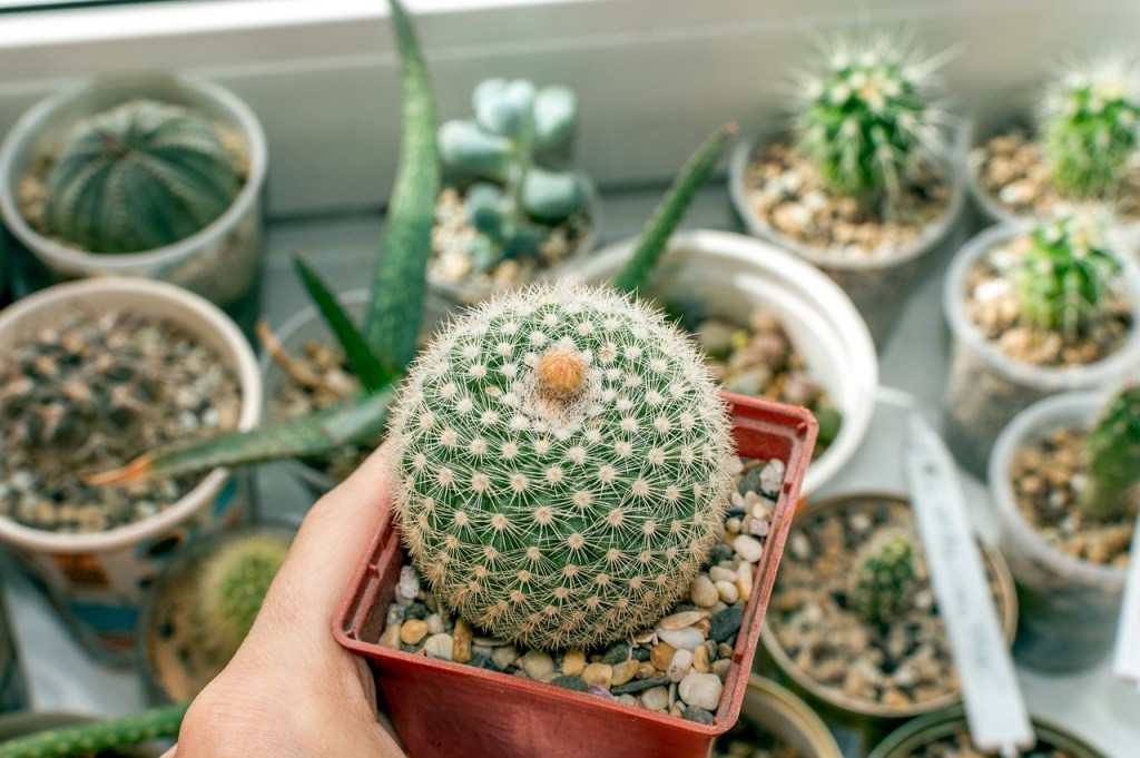 A person holding a small potted cactus with several other cacti in the background