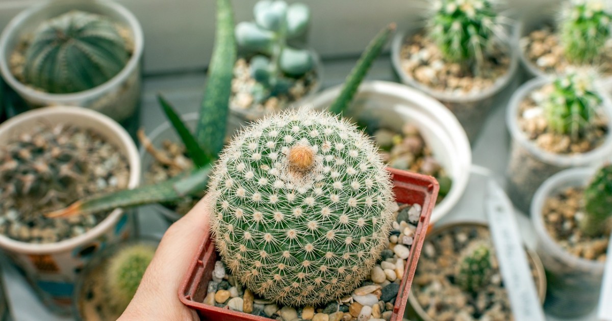 How Often Should You Water a Cactus? Here's What To Know HappySprout