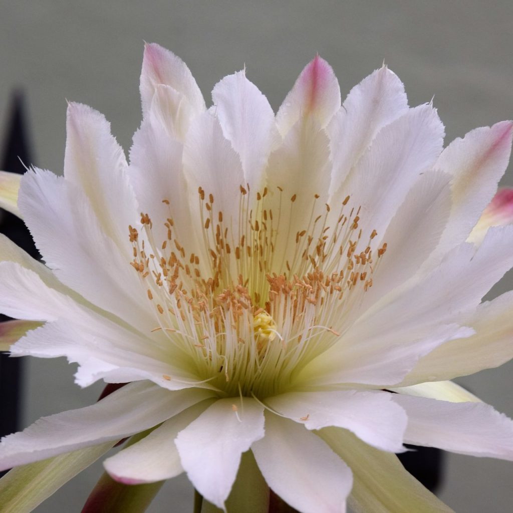 Spiral cactus bloom