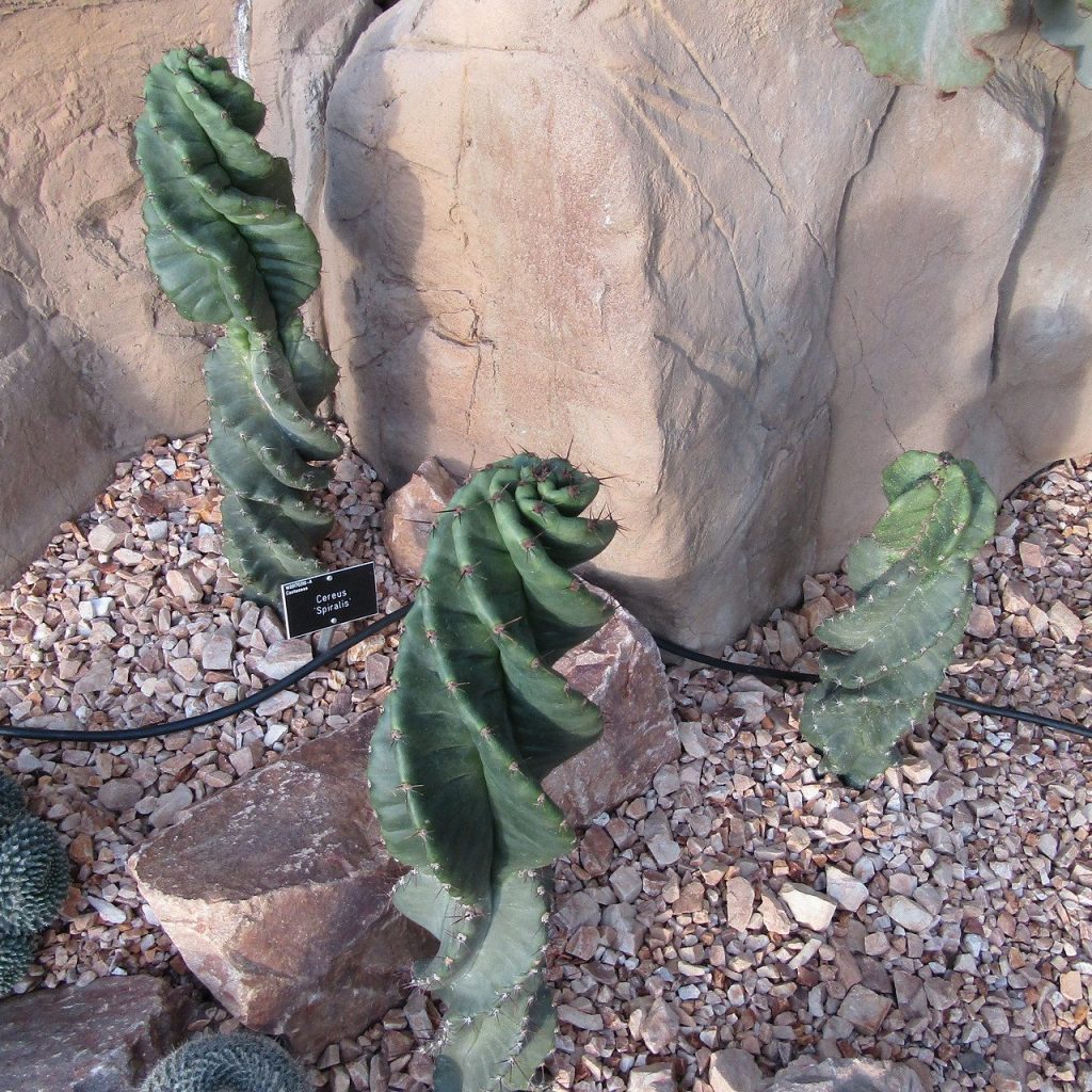 Spiral cactus
