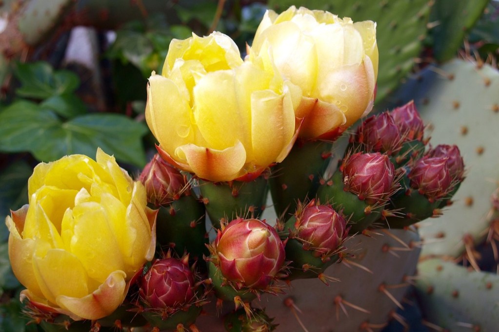 A cactus with yellow flowers and buds