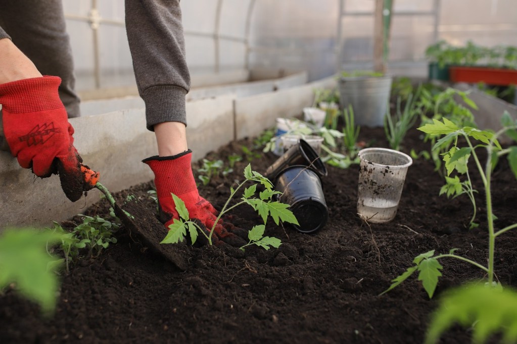 A person planting tomatoes in a greenhouse