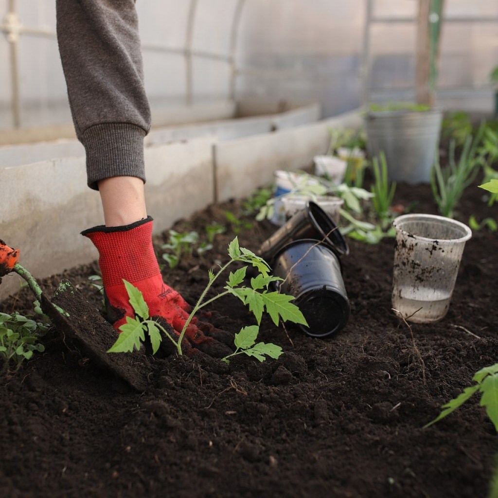 A person planting tomatoes in a greenhouse