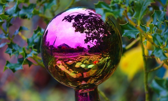 An iridescent pink water globe under a holly plant.