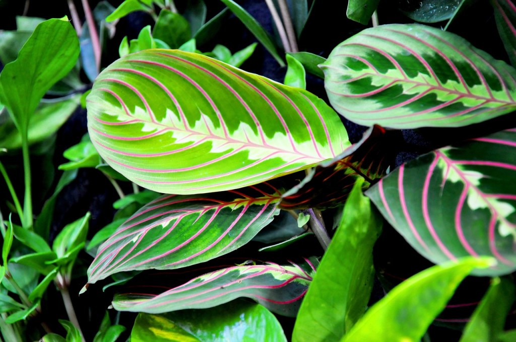 Green prayer plant leaves