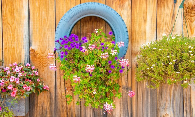 Hanging planters made of a recycled tire and bucket.