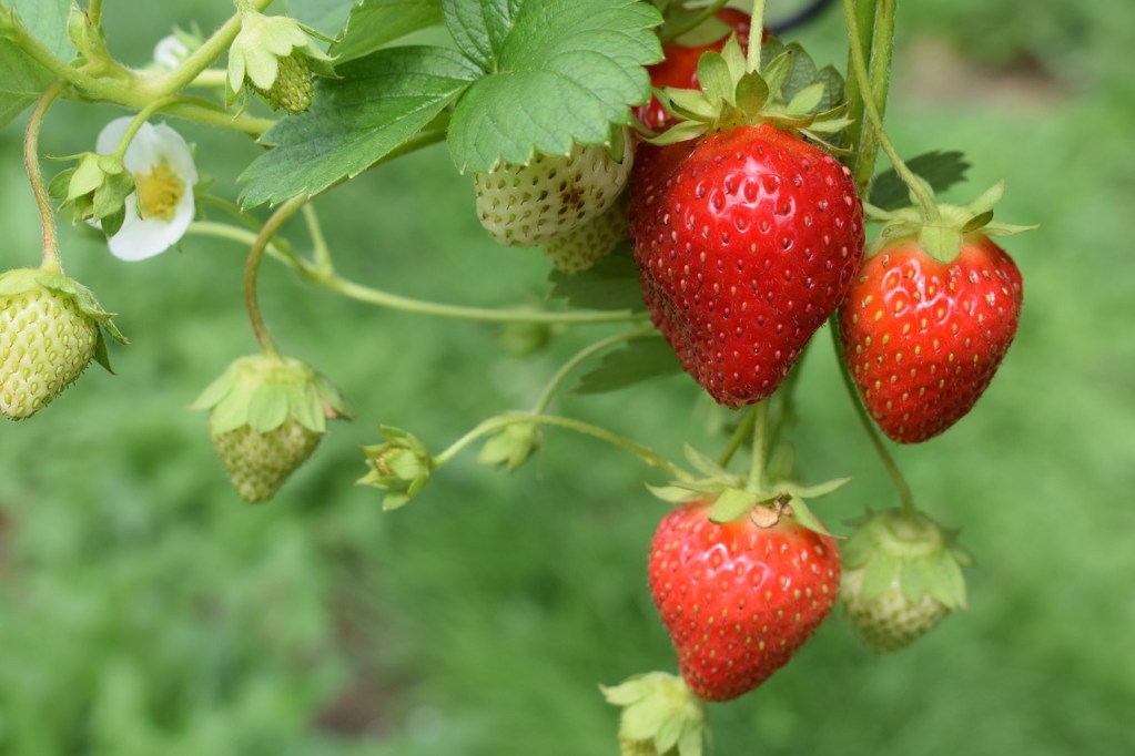 Strawberries on the vine at varying levels of ripeness.