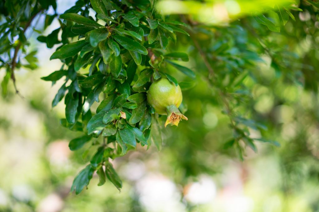 Green fruit on pomegranate tree