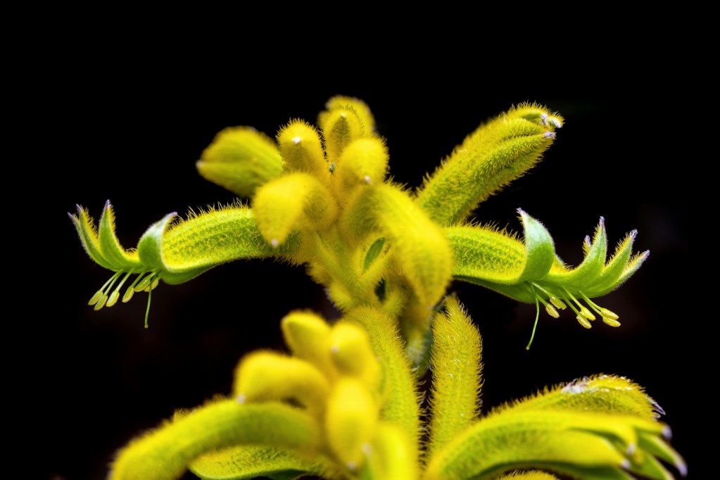 A close up of a yellow kangaroo paw flower on a black background