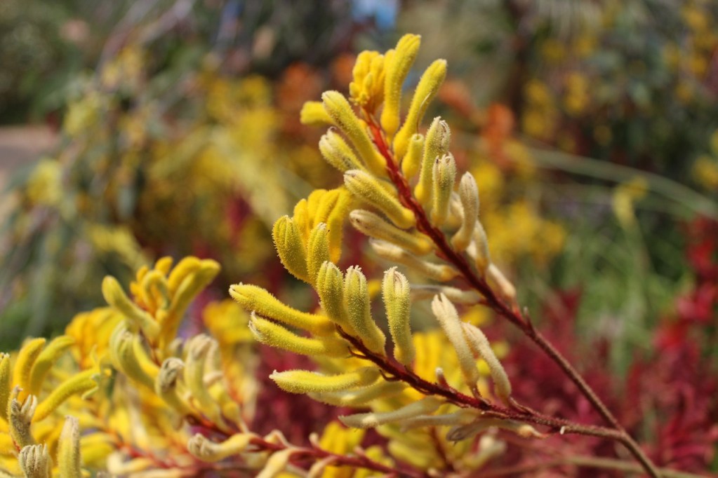 Yellow kangaroo paw flowers