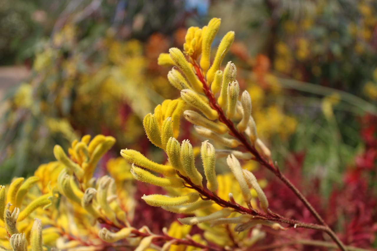 How to care for your kangaroo paw plants HappySprout