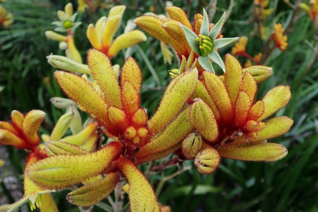 Yellow and orange kangaroo paw flowers