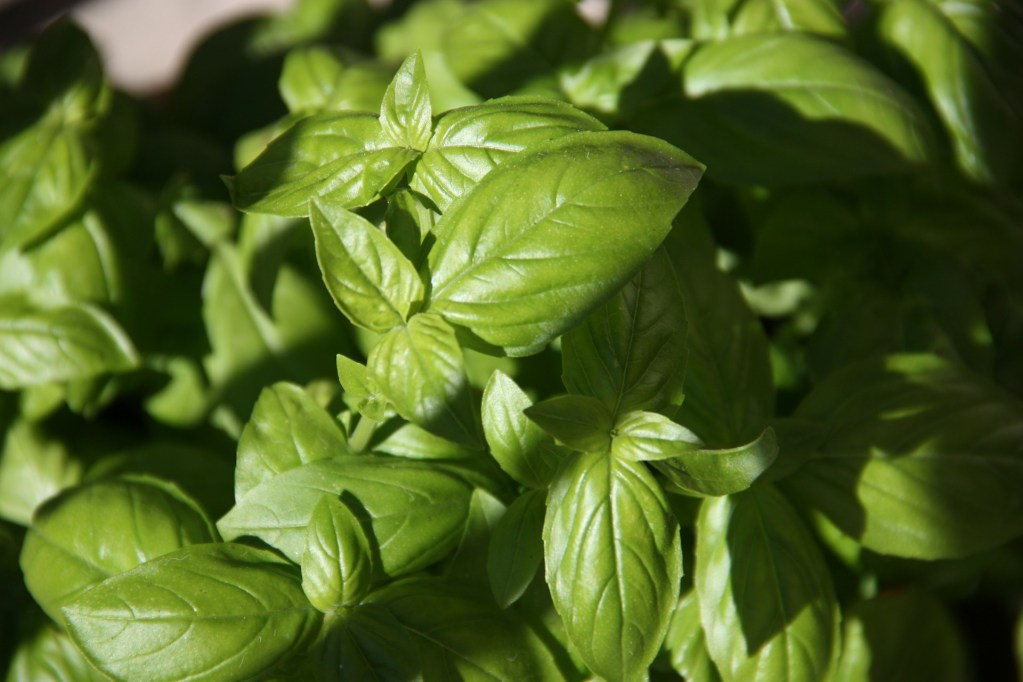 Basil plant bathed in sunlight