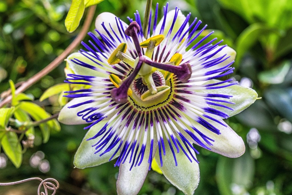 A close up of a blue and white passion flower