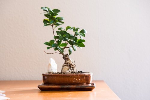 A ficus bonsai tree in a brown pot on a table.