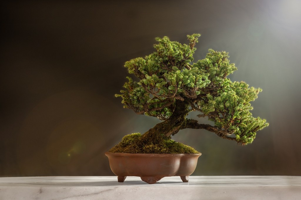A pine bonsai tree in a brown pot.