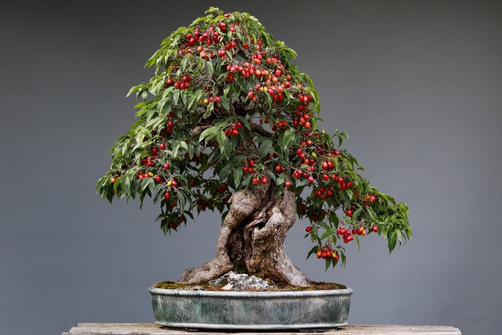 A bonsai tree growing red berries