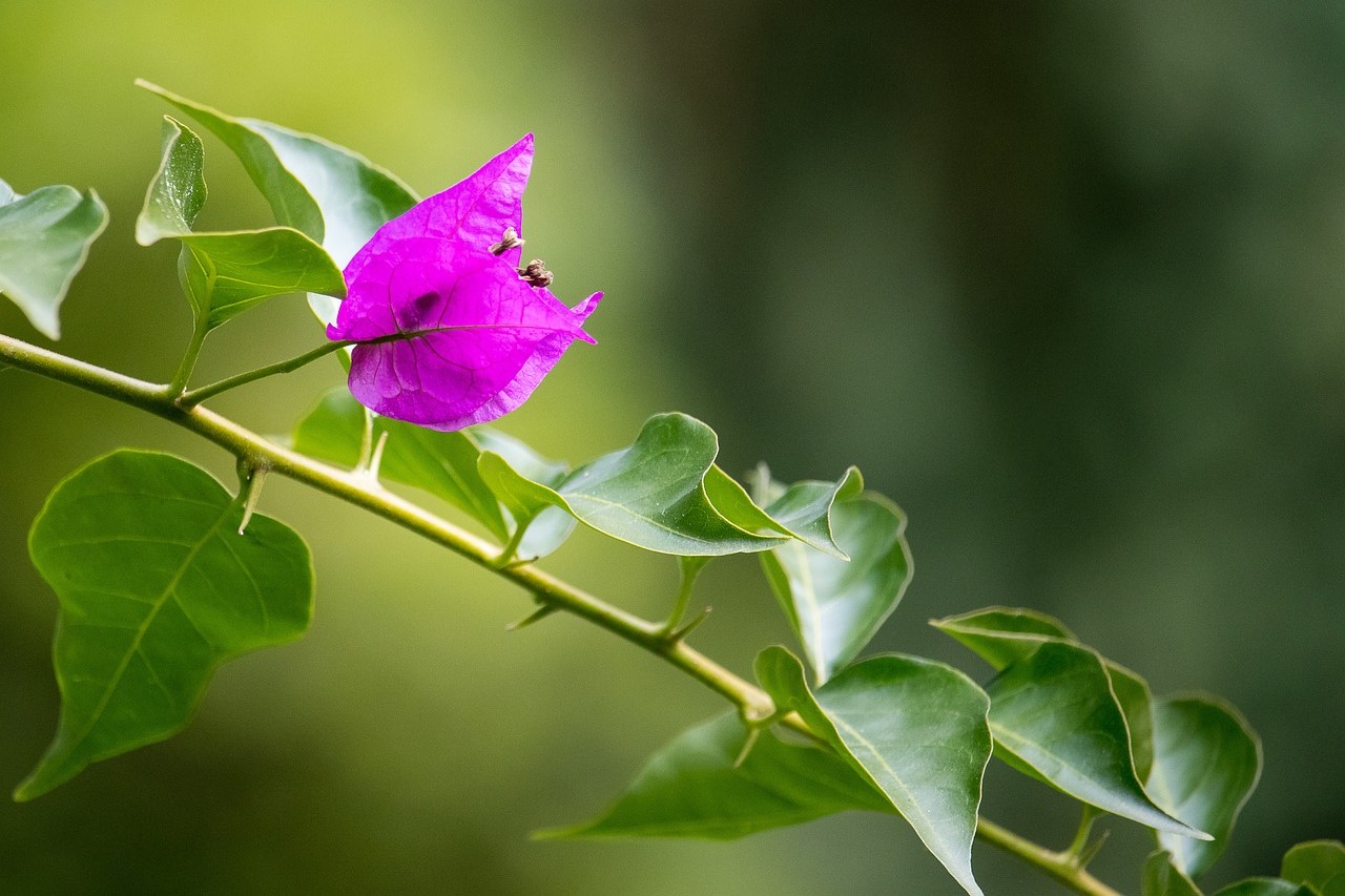 Close up bougainvillea vine