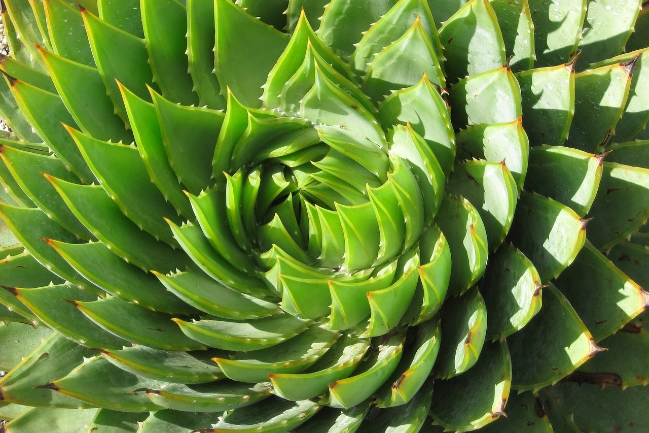A spiral echeveria succulent