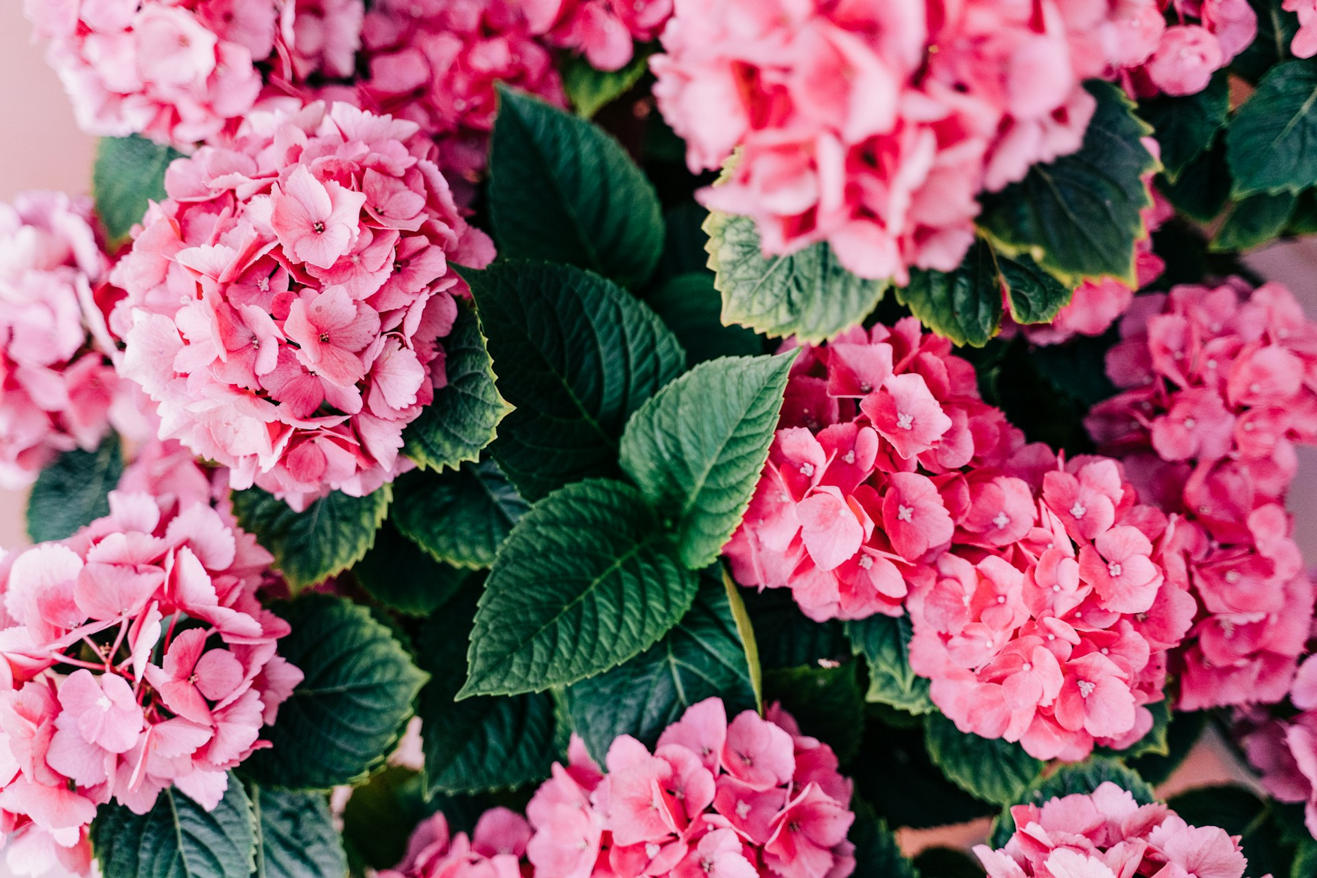 Pink hydrangeas