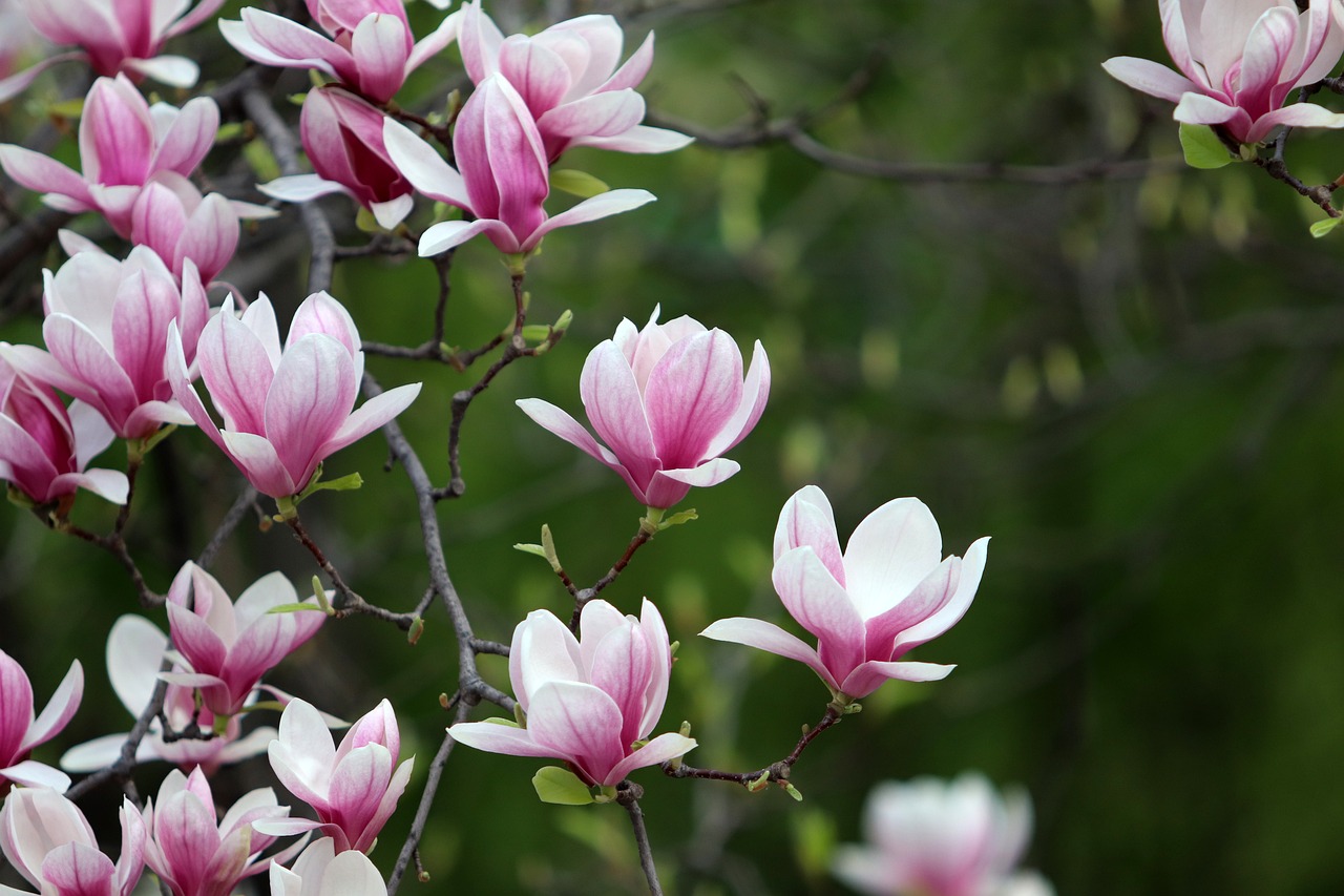 Jane magnolia flowers