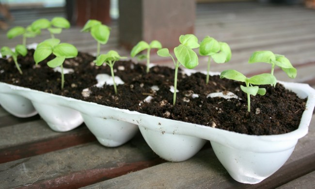 Basil seedlings
