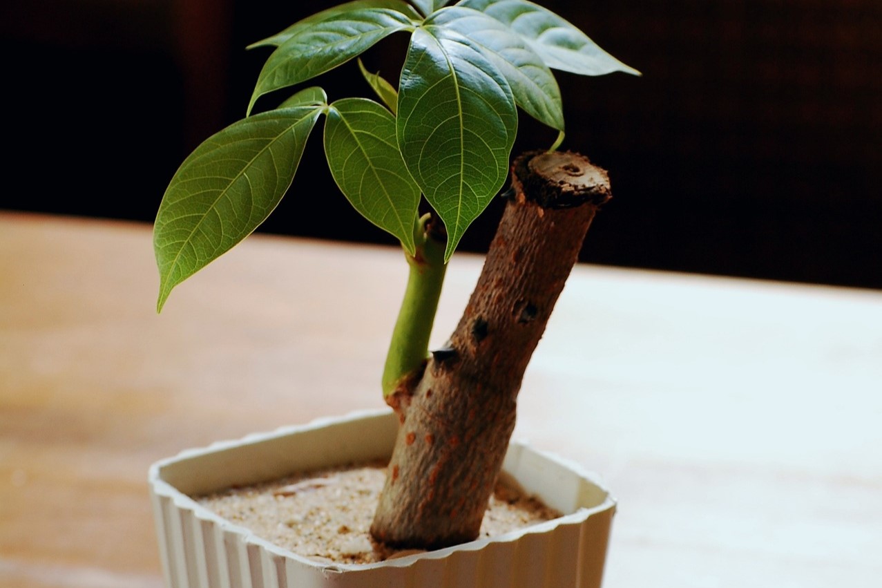 A little potted money tree on a table