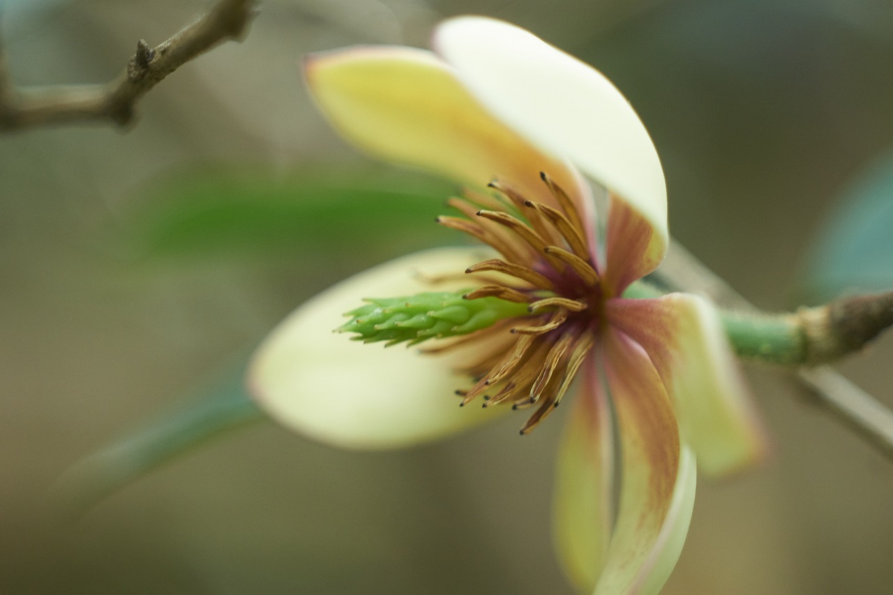 A banana shrub (magnolia figo) flower