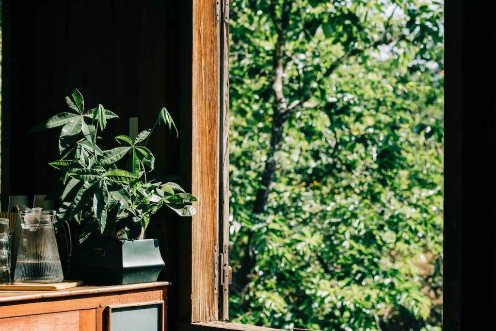 A potted money tree beside a large window