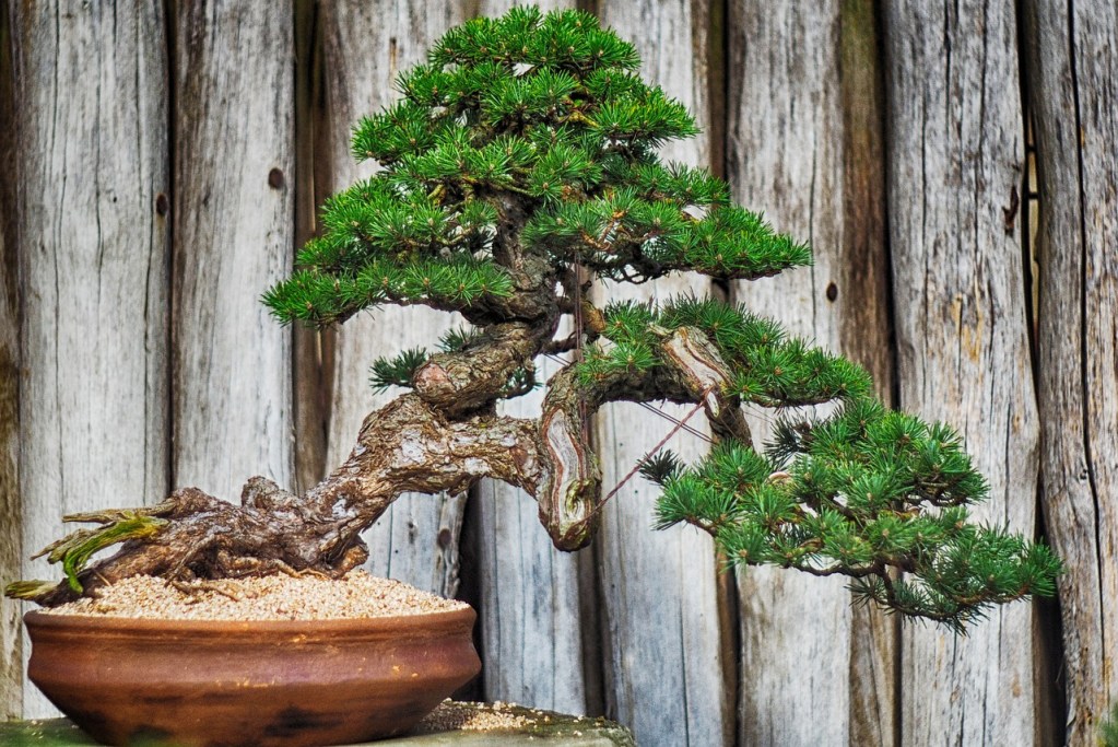 An old bonsai tree in the slanting style.
