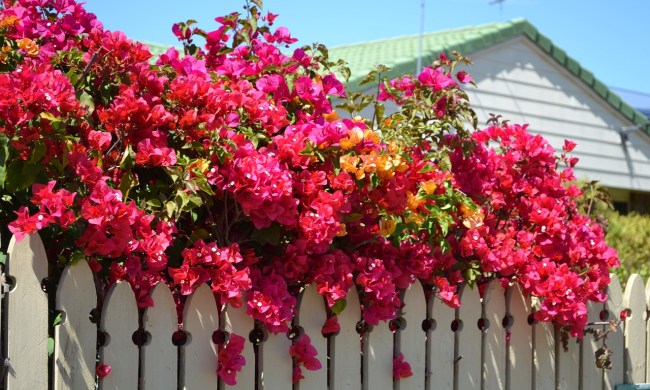Dark pink bougainvillea flowers along a fence top